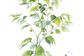 辣椒哪里最辣？你家花盆里的辣椒可能比田里的辣椒更“够味”图片