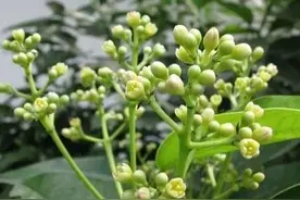 肉桂是什么树的树皮，它是一种什么样的植物？图片