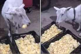 披羊皮的狼？中国一只羊活生生的啃食小鸡图片