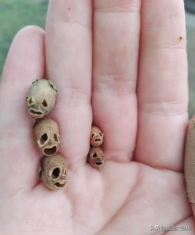 死人手指 死人手指蘑菇(图25) 死人手指 死人手指蘑菇(图25)