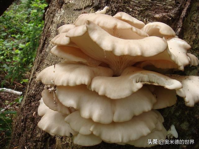 全世界最毒的十种蘑菇，中国最毒的蘑菇致命白毒伞上榜