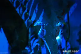 “海马效应”到底有多恐怖？图片
