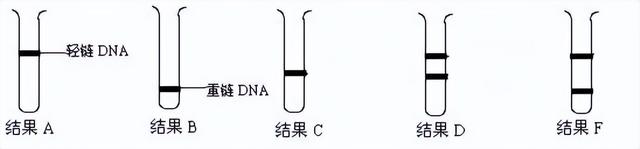 高中生物-基因的本质与表达