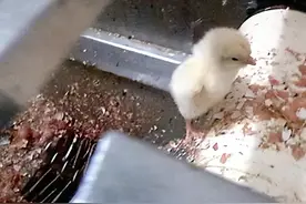 流水线上的小公鸡仔，性别即罪过，出生便死亡，它的世界只有残酷图片