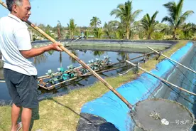 养虾，是一种100%暴利的行业？真相是，风险和利润同在图片