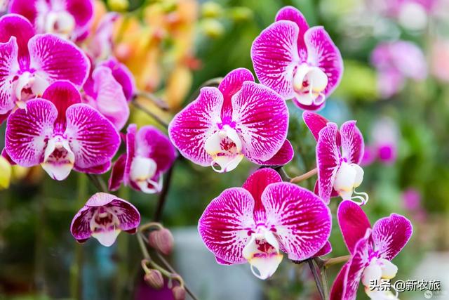 零差评！当氨基酸益生菌草莓碰上年宵花，这个春节既喜庆又甜蜜