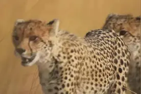 看看猎豹如何捕猎，国青似乎找到了战胜强敌韩国的办法！图片