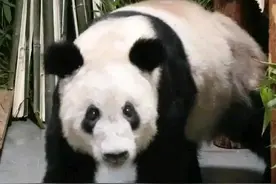 回国一个月的丫丫狠狠的打了孟菲斯动物园的脸图片