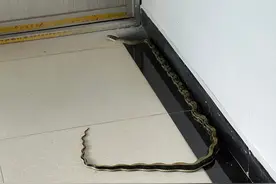 大老蛇跑进小区！就在龙洞堡这处！图片