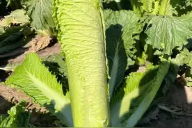 这种长条形的大白菜你种过吗？北方比较常见，叶片特别薄，很好吃图片
