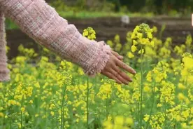 广西合山：油菜花开金灿灿 春意盎然引客来图片