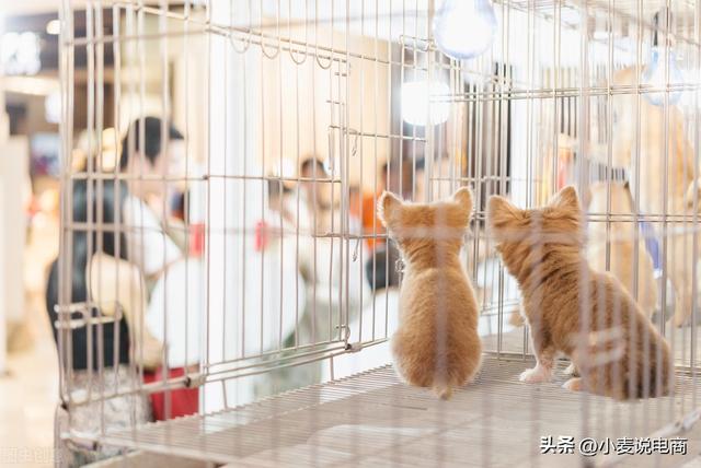 С�ɱ���ҵ�ļ�����Ŀ Ͷ��С���յ� ��֪��������