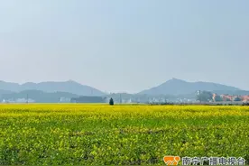这个地方有一大片五彩油菜花田！看过就知道有多惊艳图片