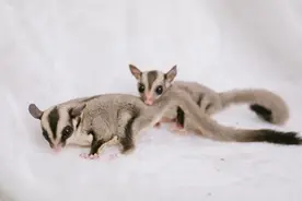 圆眼睛小猪鼻巴掌大的可爱萌物蜜袋鼯。并不适合所有人、养前三思图片