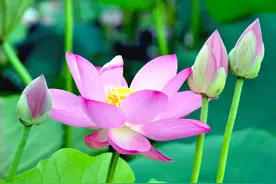 经典的8首“咏荷诗”，“小荷才露尖尖角”第三，前二是哪两首？图片