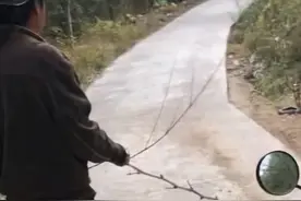 男子路边发现眼镜王蛇，人一靠近，还会立起身来，它到底有多厉害图片