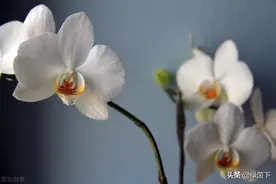 人生最大的苦莫过于穷苦图片