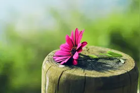 人活一世，父母离世后，以下道理你会恍然大悟图片