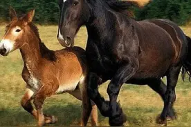 马跟驴人工杂交——骡子图片