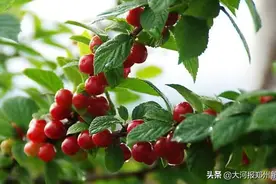 五一假期，郑州近郊游景区疫情防控政策是啥？图片