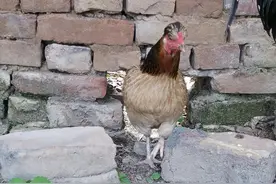 一只超越世界吉尼斯纪录的鸡图片