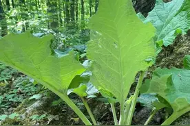 熟悉又陌生的“东洋菜”牛蒡可与人参媲美，高效种植“划重点”图片