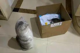 捡回家一只小猫，让家猫帮忙照顾，家猫满脸愁容：唉，心好累！图片