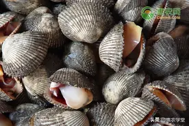 毛蚶价格多少钱一斤？血蚶的区别在哪？有哪些优质产地？图片