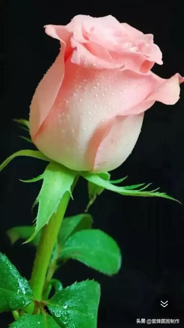 七夕浪漫情人节，玫瑰壁纸
