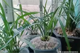 兰花上盆后为何一直不服盆？“1个错误”小动作千万不能做图片