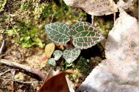 1种野草被称为“黄金叶”，遇到要珍惜，现在野生的没熟人不好买图片