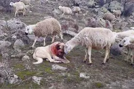 牧羊犬佩戴的“防狼项圈”，为什么能让狼群感到害怕至极？图片
