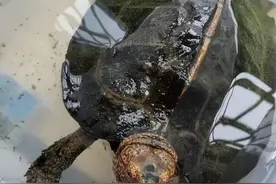 养这种大型龟，4个误区势必会误导你图片