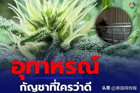 死里逃生！4名泰国人误食“绿叶”酒几近丧命图片