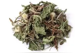 蒲公英的成分及主要用途图片