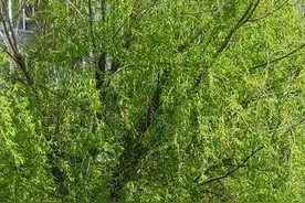 人生有九大劫，人到中年的你经历了几劫？图片