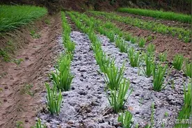 农民常用的草木灰分草灰和木灰，哪一种灰的肥效更好一些图片