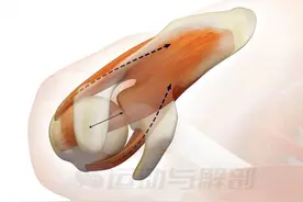 肩部最容易受伤的肌肉居然是它，该如何预防呢？图片