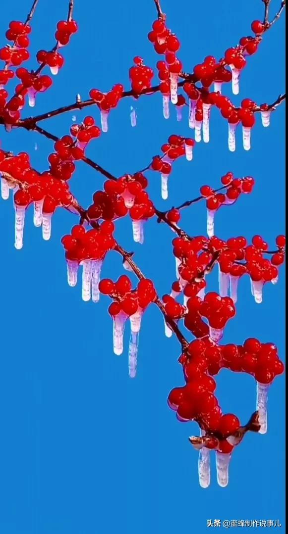 一束鲜花，醉蓝天