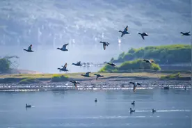 四川广安：渠江水生态环境持续改善 引来成群野鸭越冬栖息图片