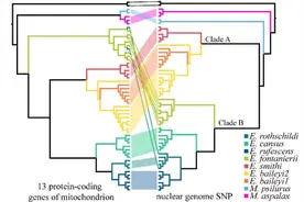 兰州大学通过基因组学手段揭示中国境内鼢鼠的系统发育和成种动力图片