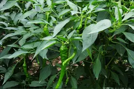 发酵尿液加点料，效果比买的水溶肥还要好，根系发达，秧苗旺盛图片