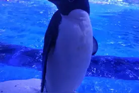 人类是高级生命体？为什么在泡水后，手脚会起皱呢？图片