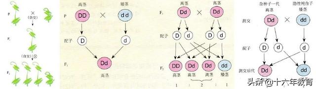 高中生物重要生化知识图解记忆（建议收藏）