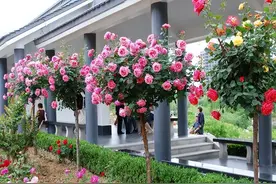 别养月季了，这款新品种太美了，好似一颗“棒棒糖”，好看又好养图片