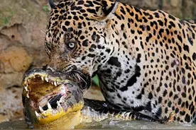 镜头来了！这些精彩的动态画面，记录了匪夷所思的动物猎食瞬间图片