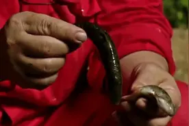 千年“仙洞”！广西山洞发现灵鱼、灵药，暗河为啥成了鱼库？图片