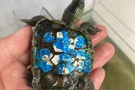 浅谈“油漆龟”图片