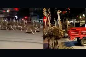 广西近百只鸵鸟集体越狱街头狂奔【三分钟法治新闻全知道】图片
