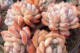 多肉不发根，不用买生根剂，教你水诱生根法，10天长新根！图片